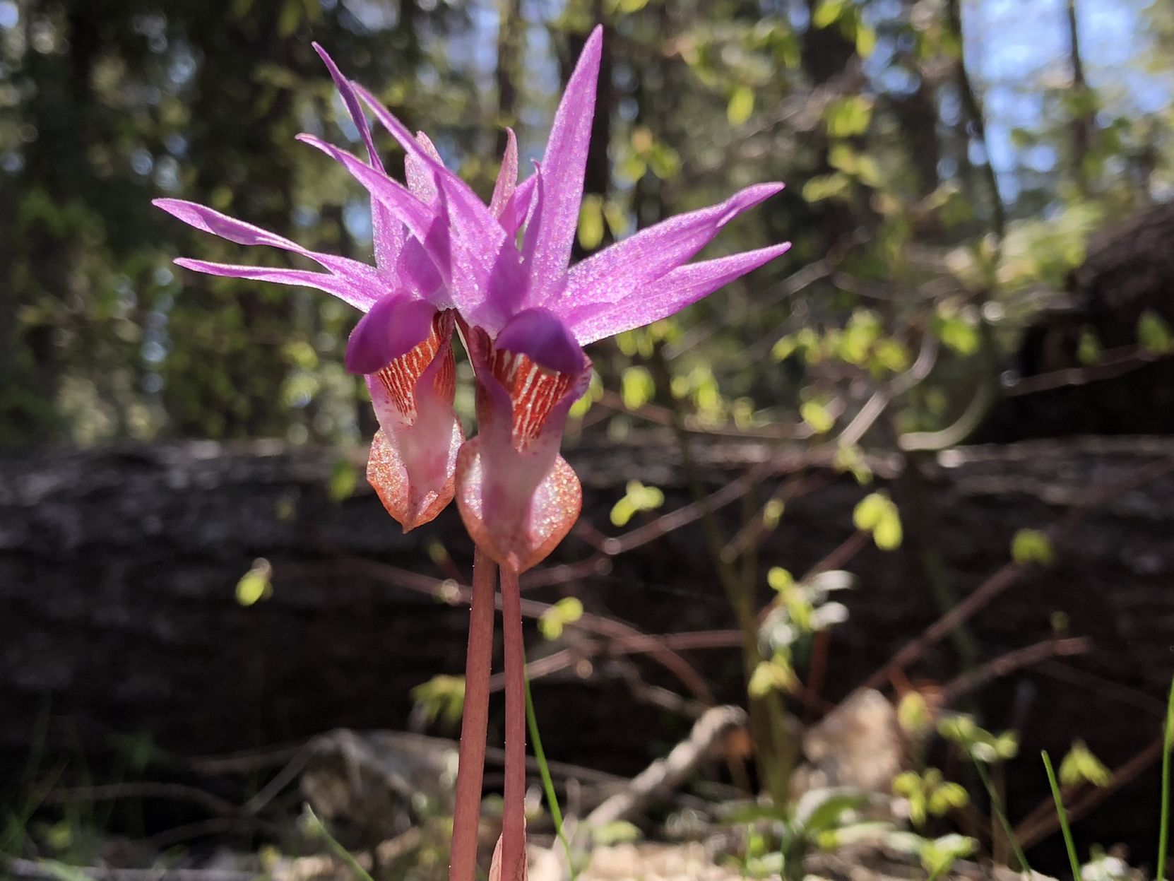 Calypso Orchid.jpg